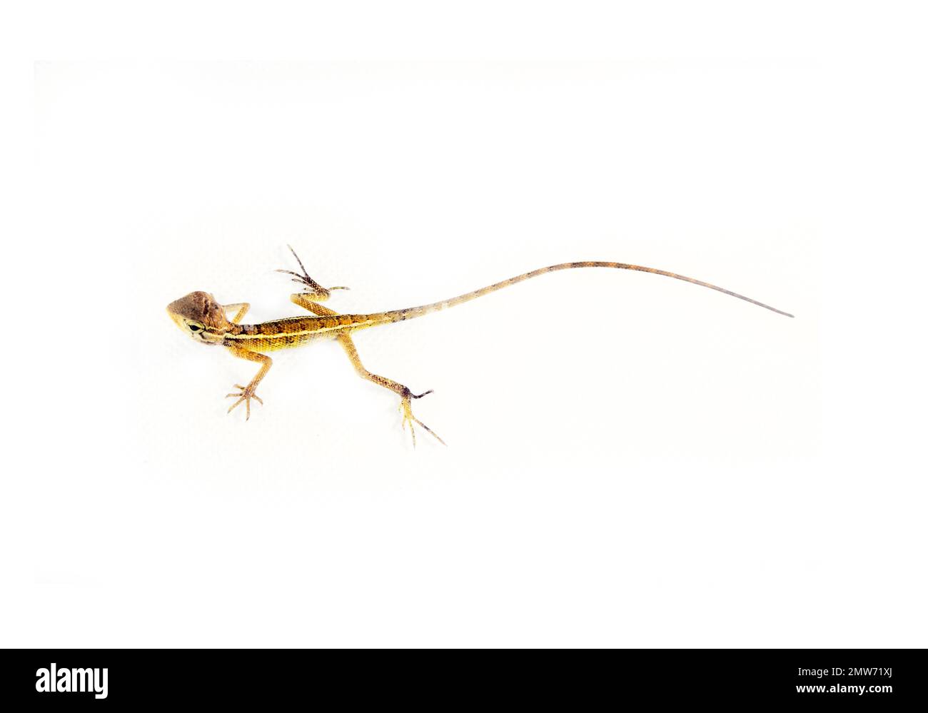 AGAMA dallo Sri Lanka, isolato su sfondo bianco Foto Stock