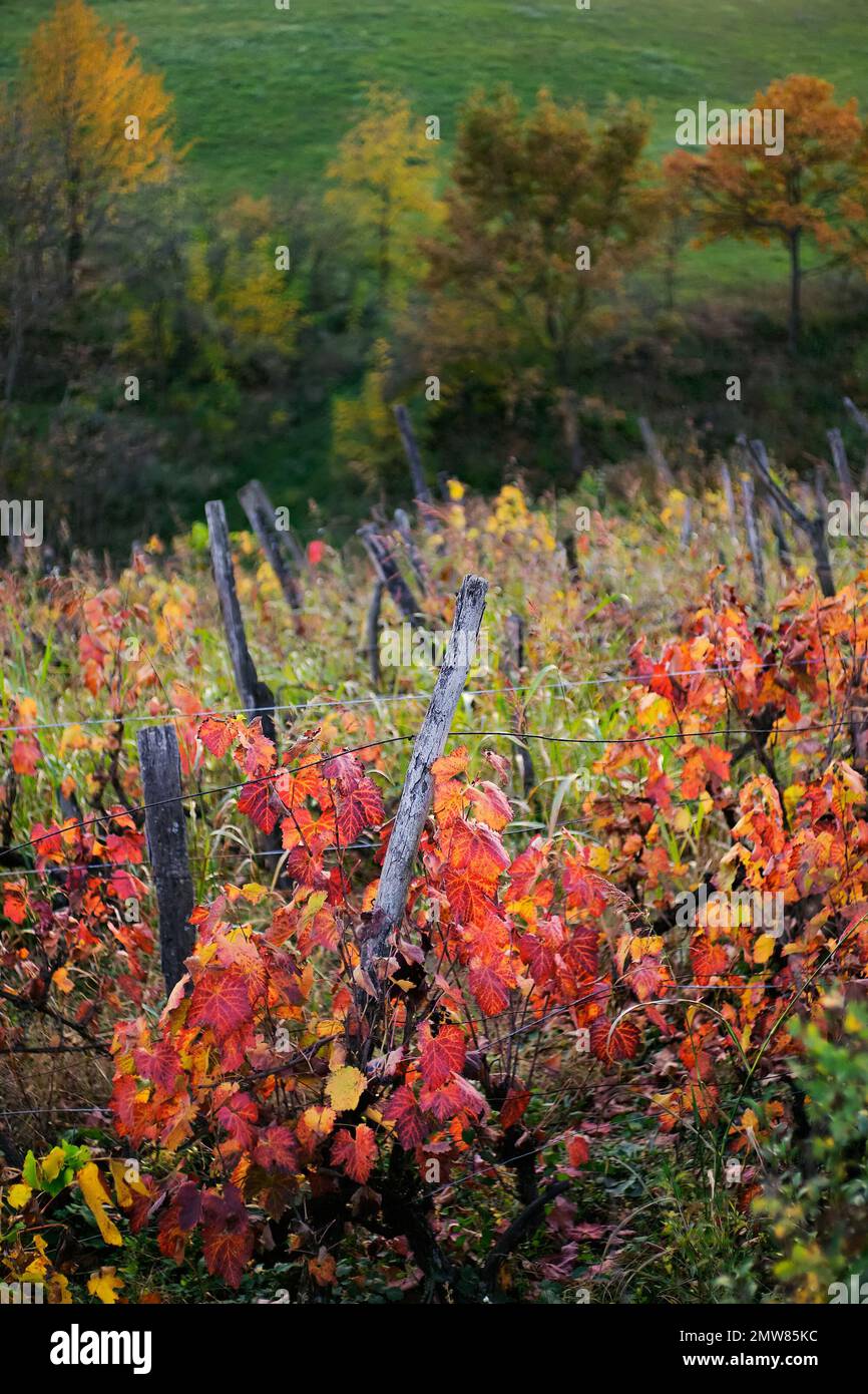Colorate foglie di vite nel vigneto, stagione autunnale concetto di agricoltura Foto Stock