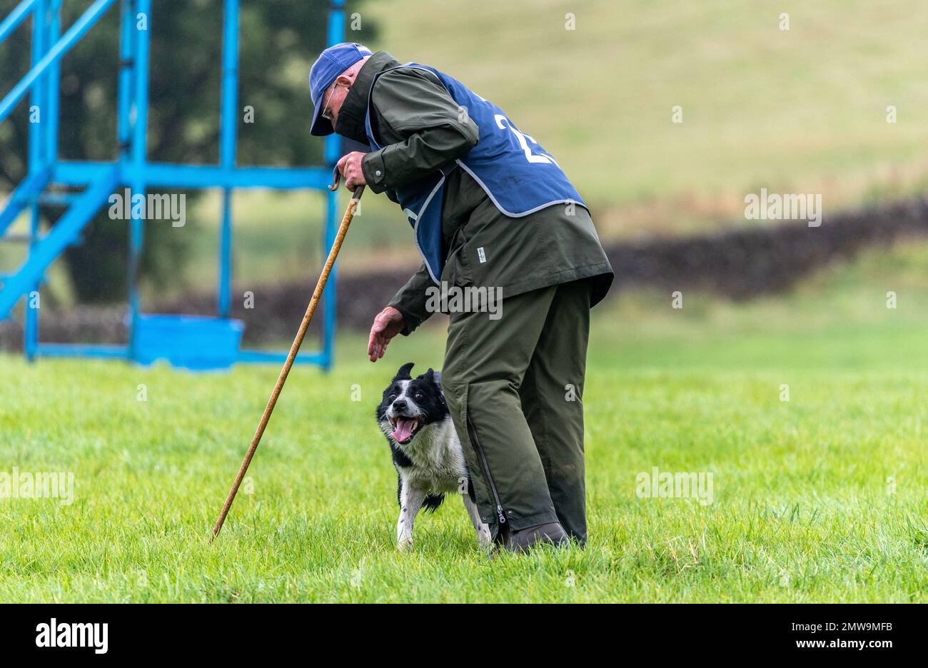 Processi nazionali scozzesi con cani da pastore Foto Stock Processi nazionali scozzesi con cani da pastore Foto Stock