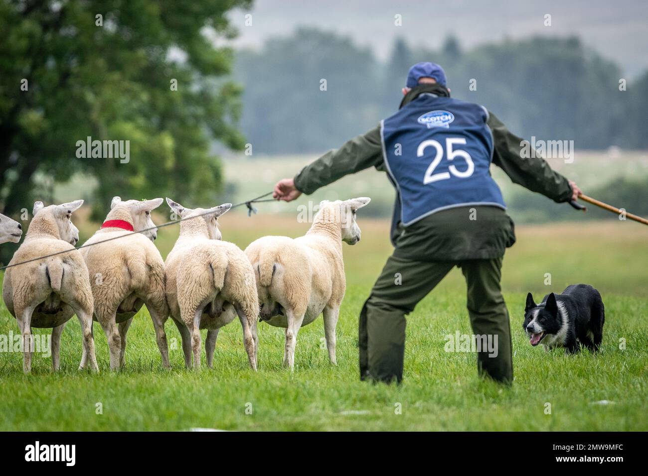 Processi nazionali scozzesi con cani da pastore Foto Stock Processi nazionali scozzesi con cani da pastore Foto Stock