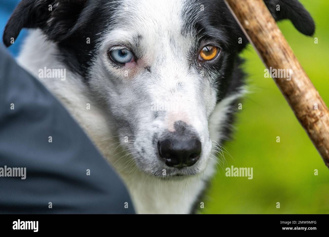 Processi nazionali scozzesi con cani da pastore Foto Stock Processi nazionali scozzesi con cani da pastore Foto Stock