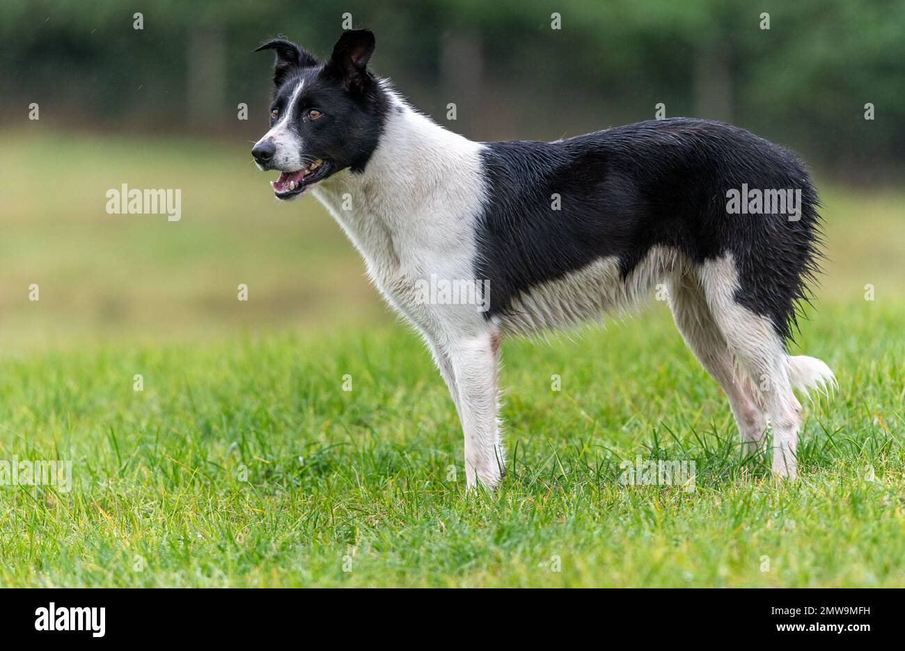 Processi nazionali scozzesi con cani da pastore Foto Stock Processi nazionali scozzesi con cani da pastore Foto Stock