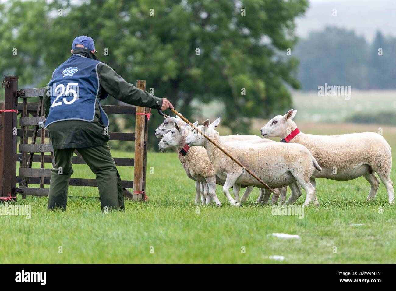 Processi nazionali scozzesi con cani da pastore Foto Stock