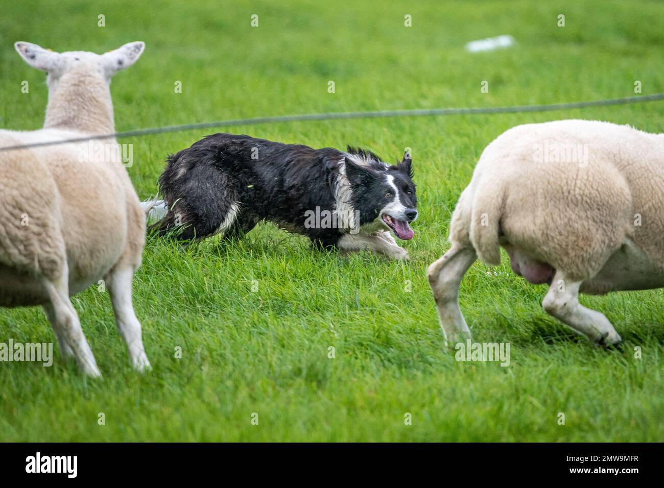Processi nazionali scozzesi con cani da pastore Foto Stock Processi nazionali scozzesi con cani da pastore Foto Stock