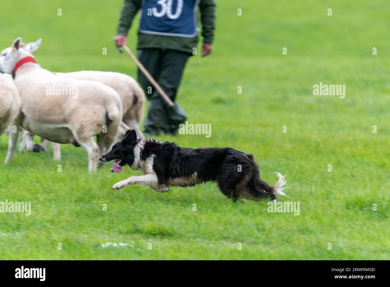 Processi nazionali scozzesi con cani da pastore Foto Stock Processi nazionali scozzesi con cani da pastore Foto Stock