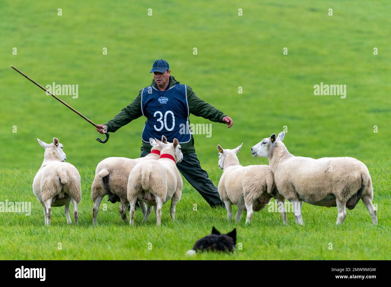 Processi nazionali scozzesi con cani da pastore Foto Stock Processi nazionali scozzesi con cani da pastore Foto Stock