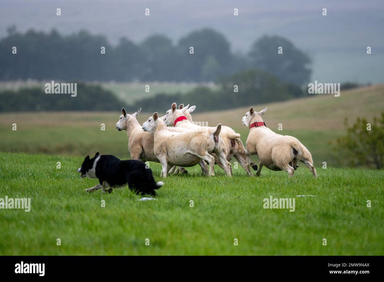 Processi nazionali scozzesi con cani da pastore Foto Stock Processi nazionali scozzesi con cani da pastore Foto Stock