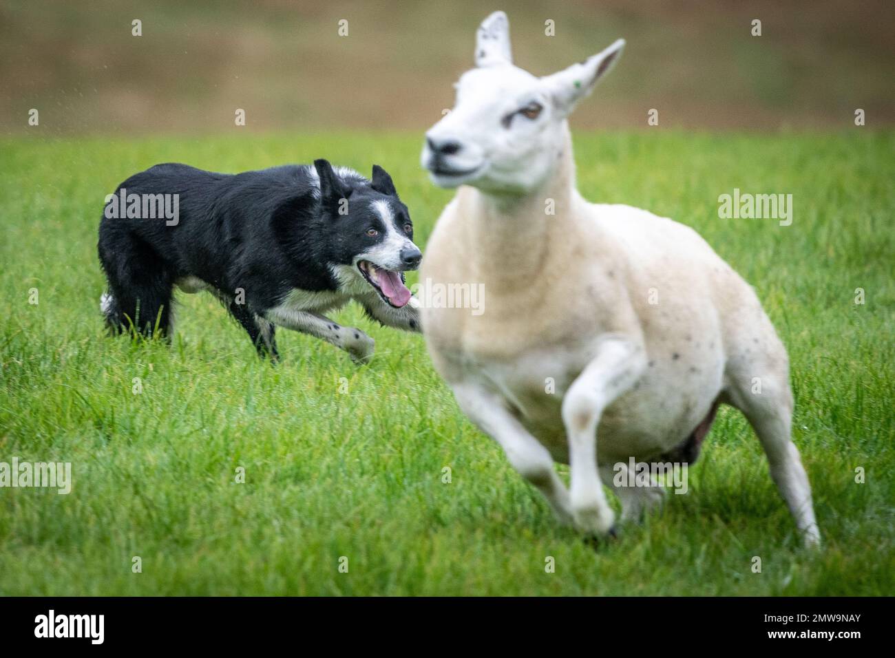 Processi nazionali scozzesi con cani da pastore Foto Stock Processi nazionali scozzesi con cani da pastore Foto Stock