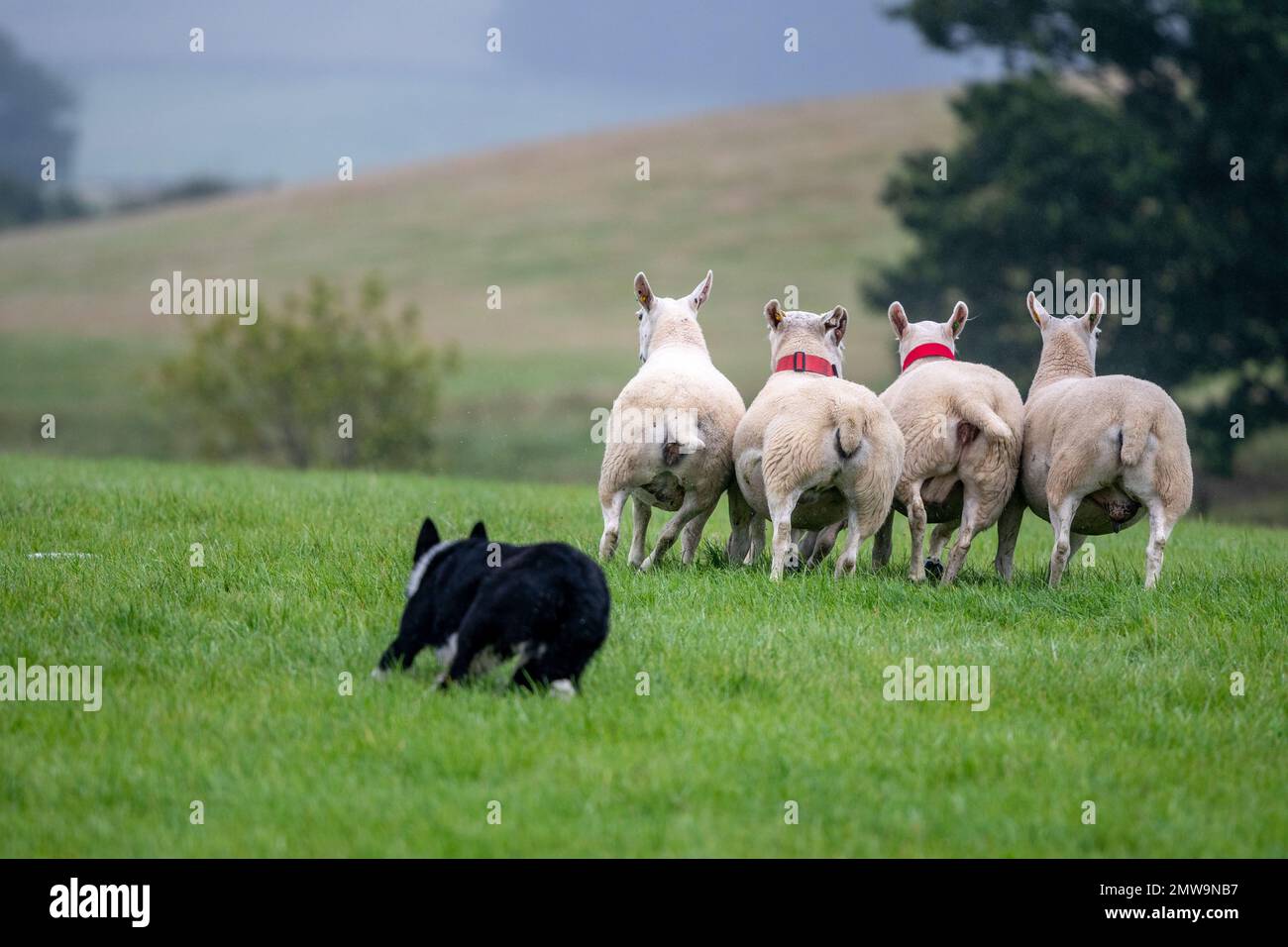 Processi nazionali scozzesi con cani da pastore Foto Stock Processi nazionali scozzesi con cani da pastore Foto Stock