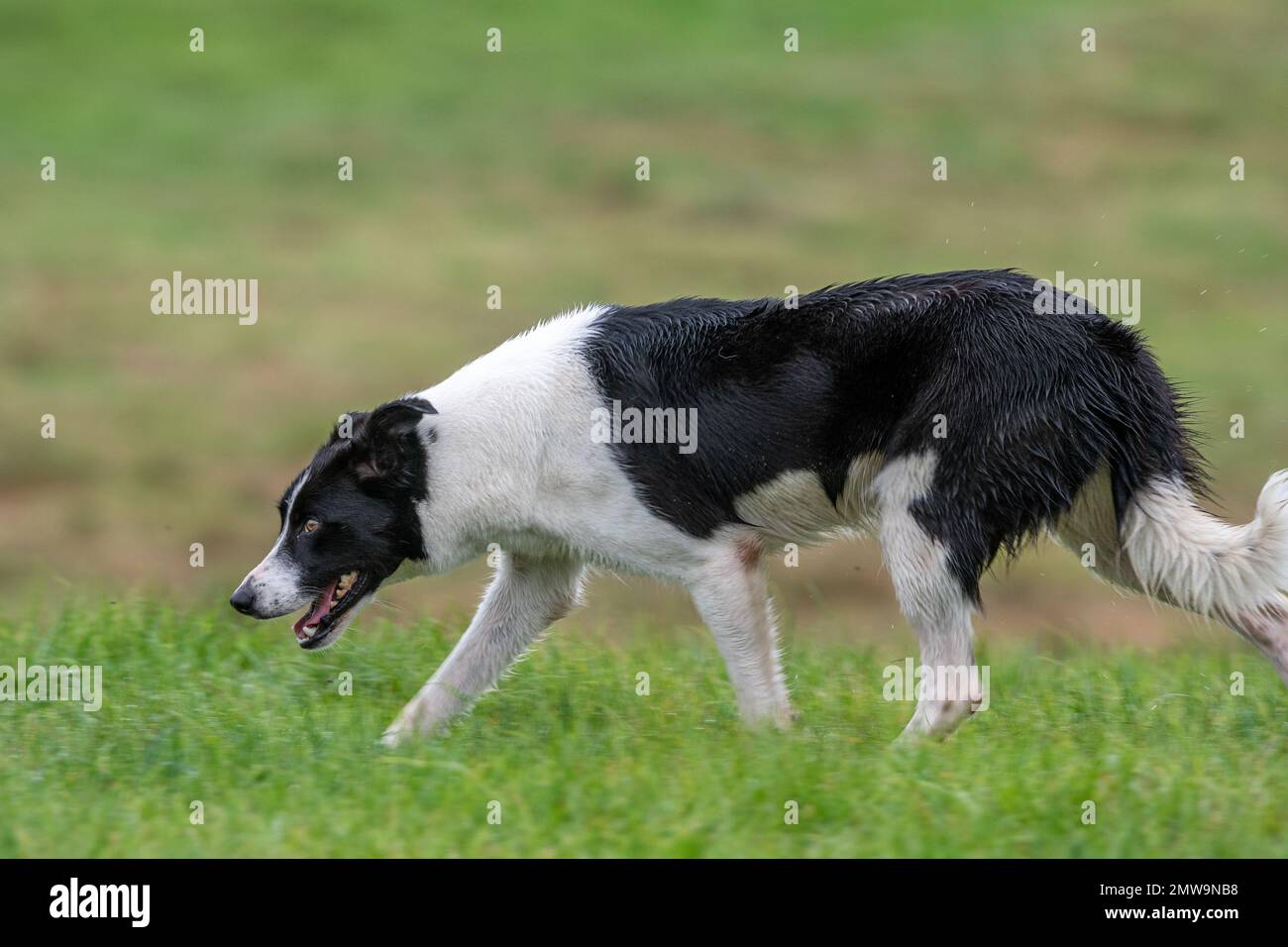 Processi nazionali scozzesi con cani da pastore Foto Stock Processi nazionali scozzesi con cani da pastore Foto Stock