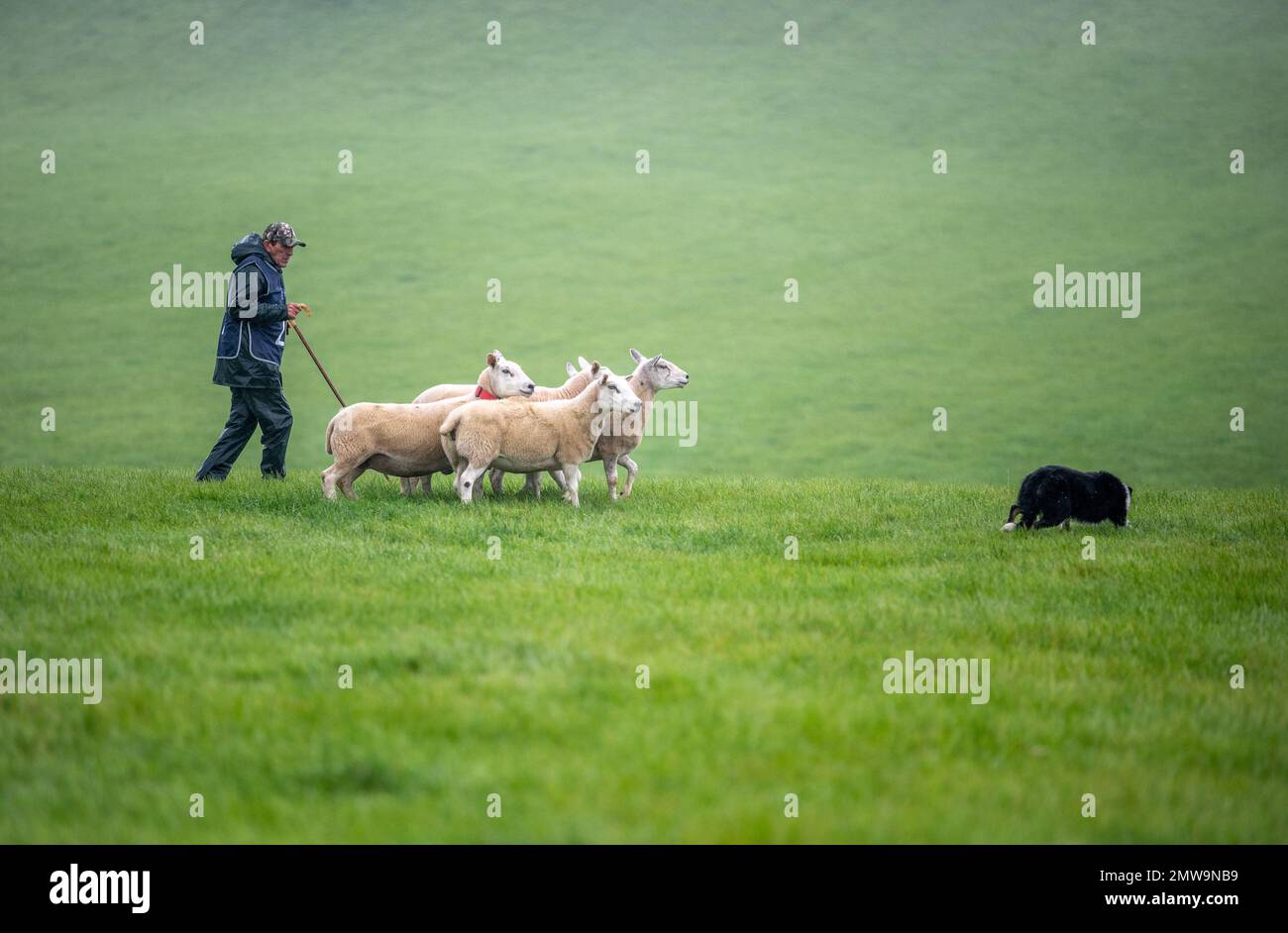 Processi nazionali scozzesi con cani da pastore Foto Stock Processi nazionali scozzesi con cani da pastore Foto Stock