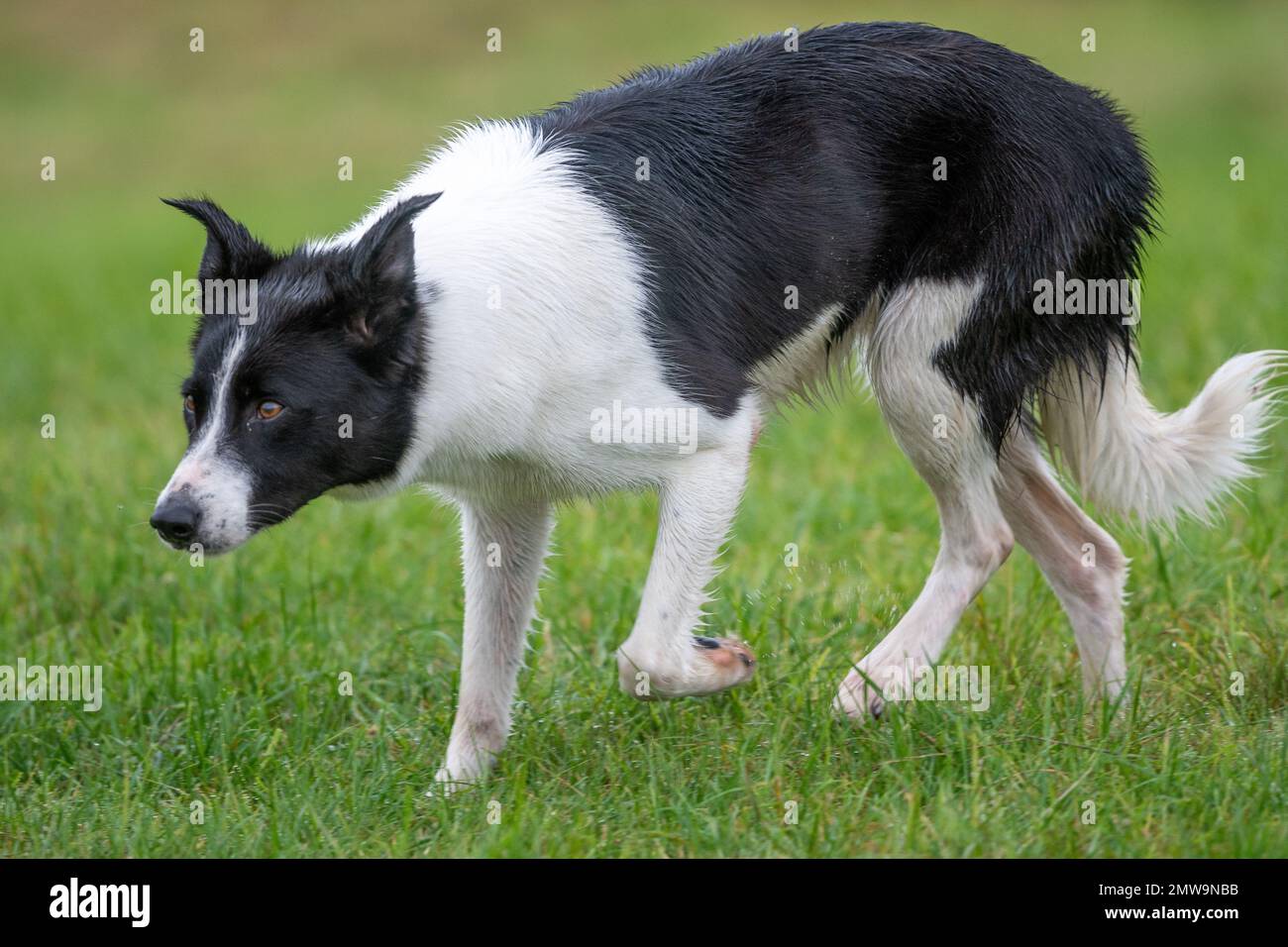 Processi nazionali scozzesi con cani da pastore Foto Stock Processi nazionali scozzesi con cani da pastore Foto Stock