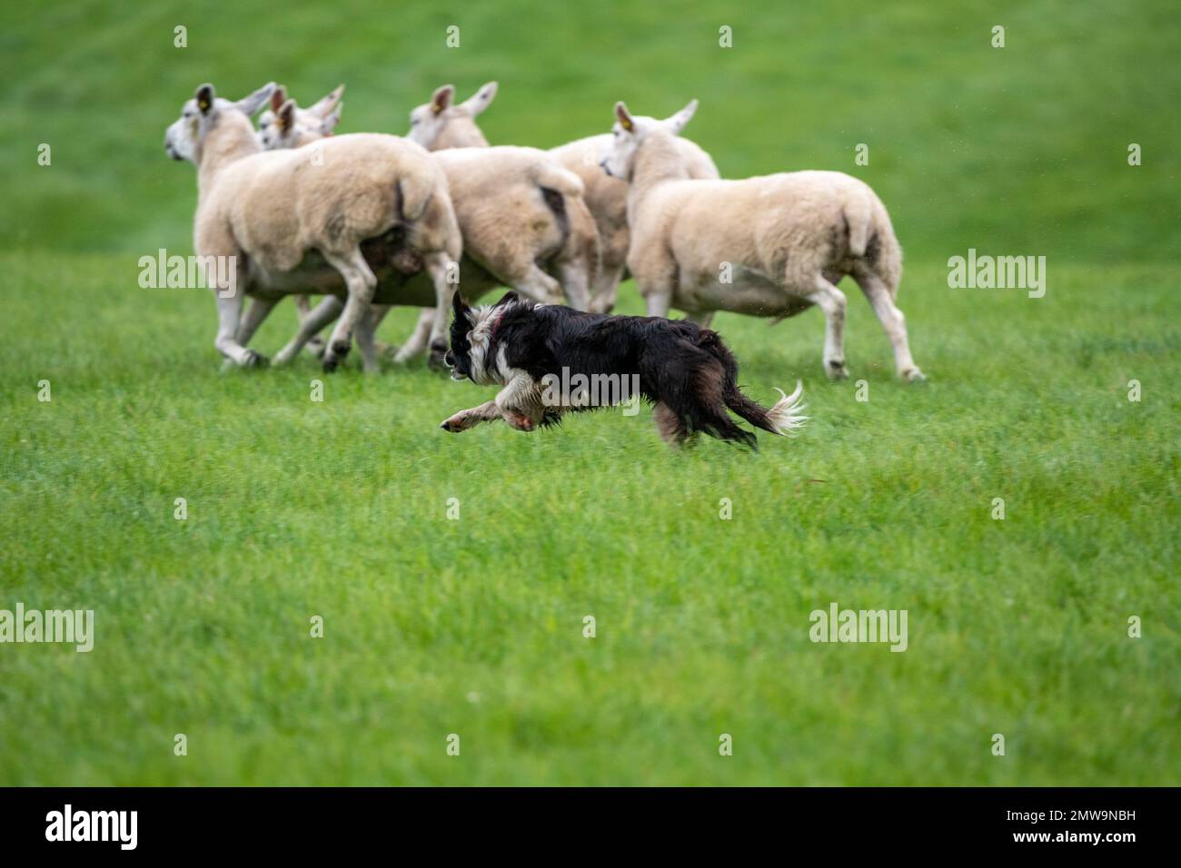 Processi nazionali scozzesi con cani da pastore Foto Stock Processi nazionali scozzesi con cani da pastore Foto Stock