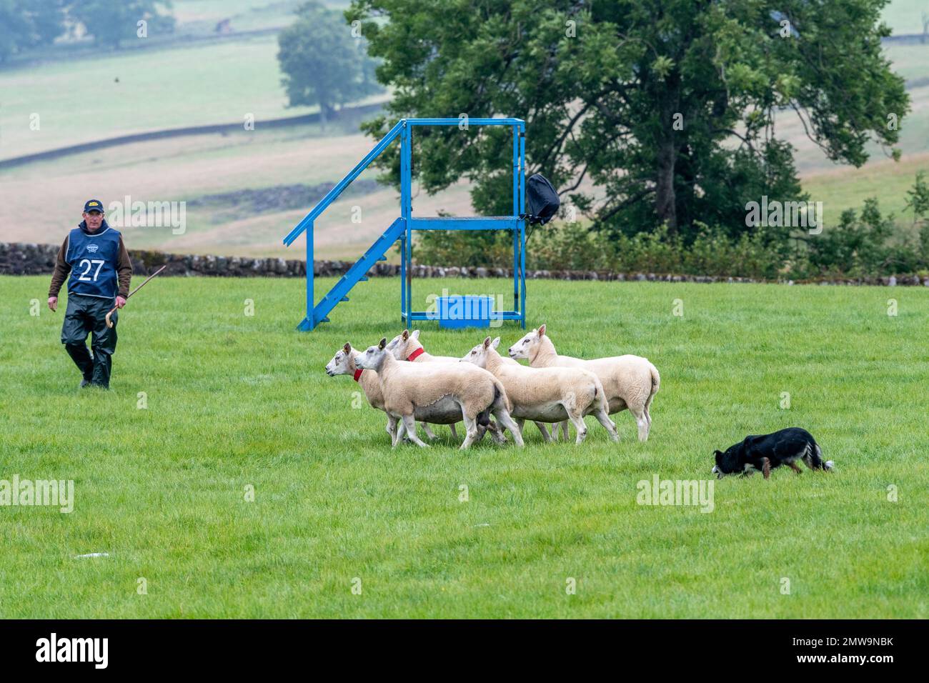 Processi nazionali scozzesi con cani da pastore Foto Stock Processi nazionali scozzesi con cani da pastore Foto Stock