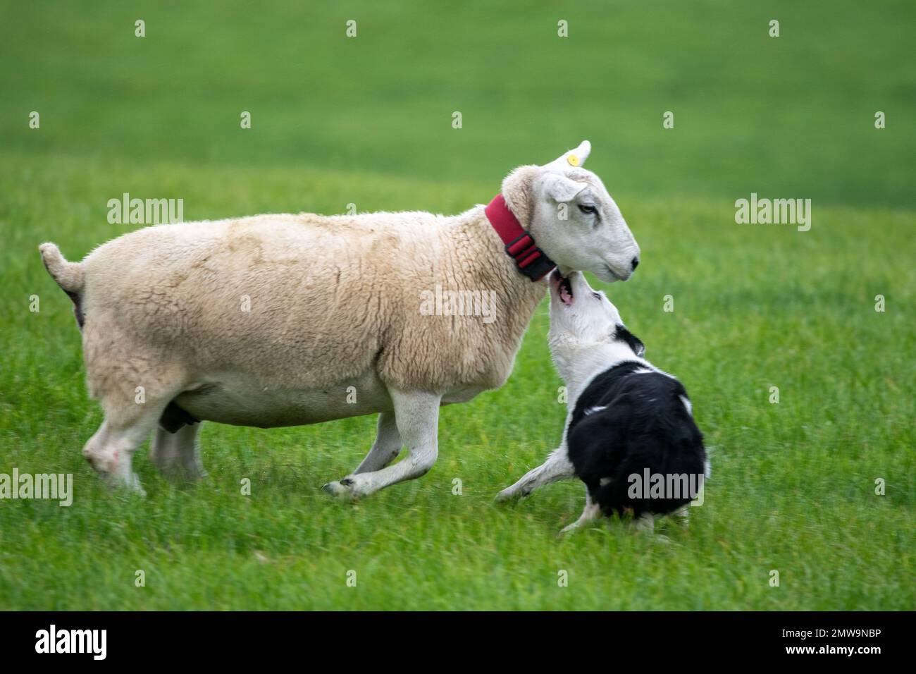 Processi nazionali scozzesi con cani da pastore Foto Stock Processi nazionali scozzesi con cani da pastore Foto Stock