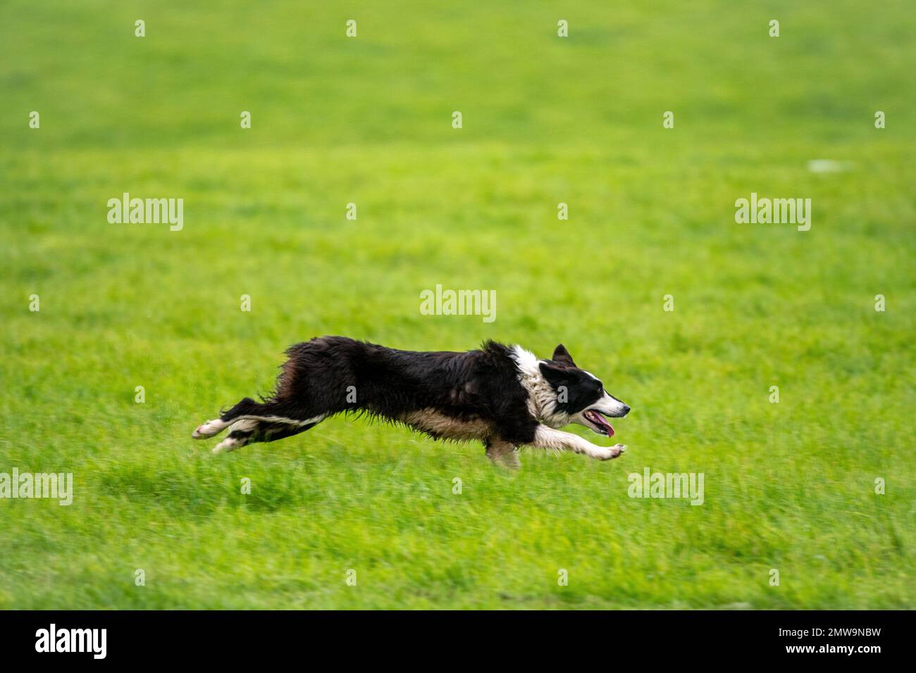 Processi nazionali scozzesi con cani da pastore Foto Stock Processi nazionali scozzesi con cani da pastore Foto Stock