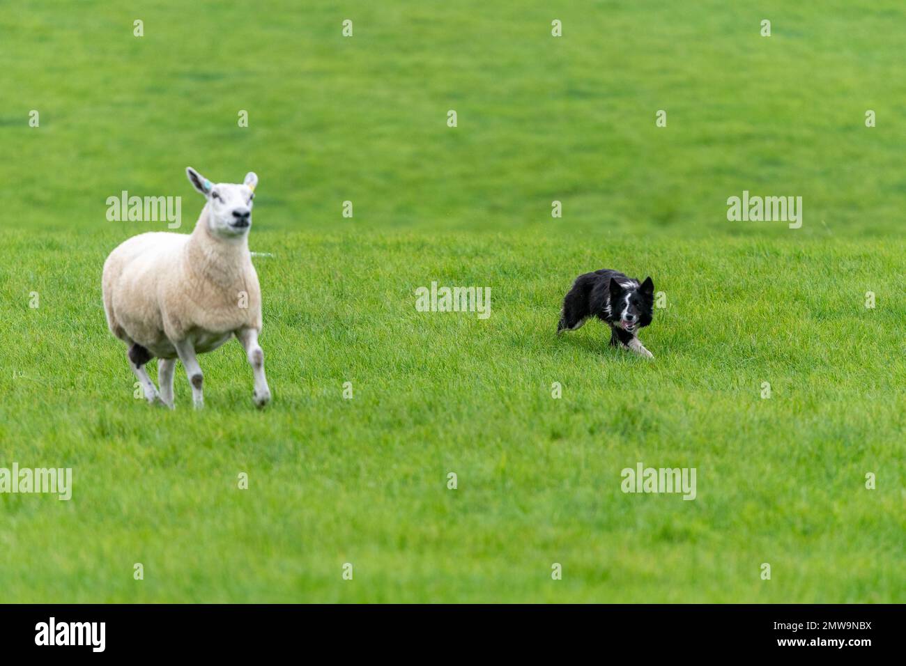 Processi nazionali scozzesi con cani da pastore Foto Stock Processi nazionali scozzesi con cani da pastore Foto Stock