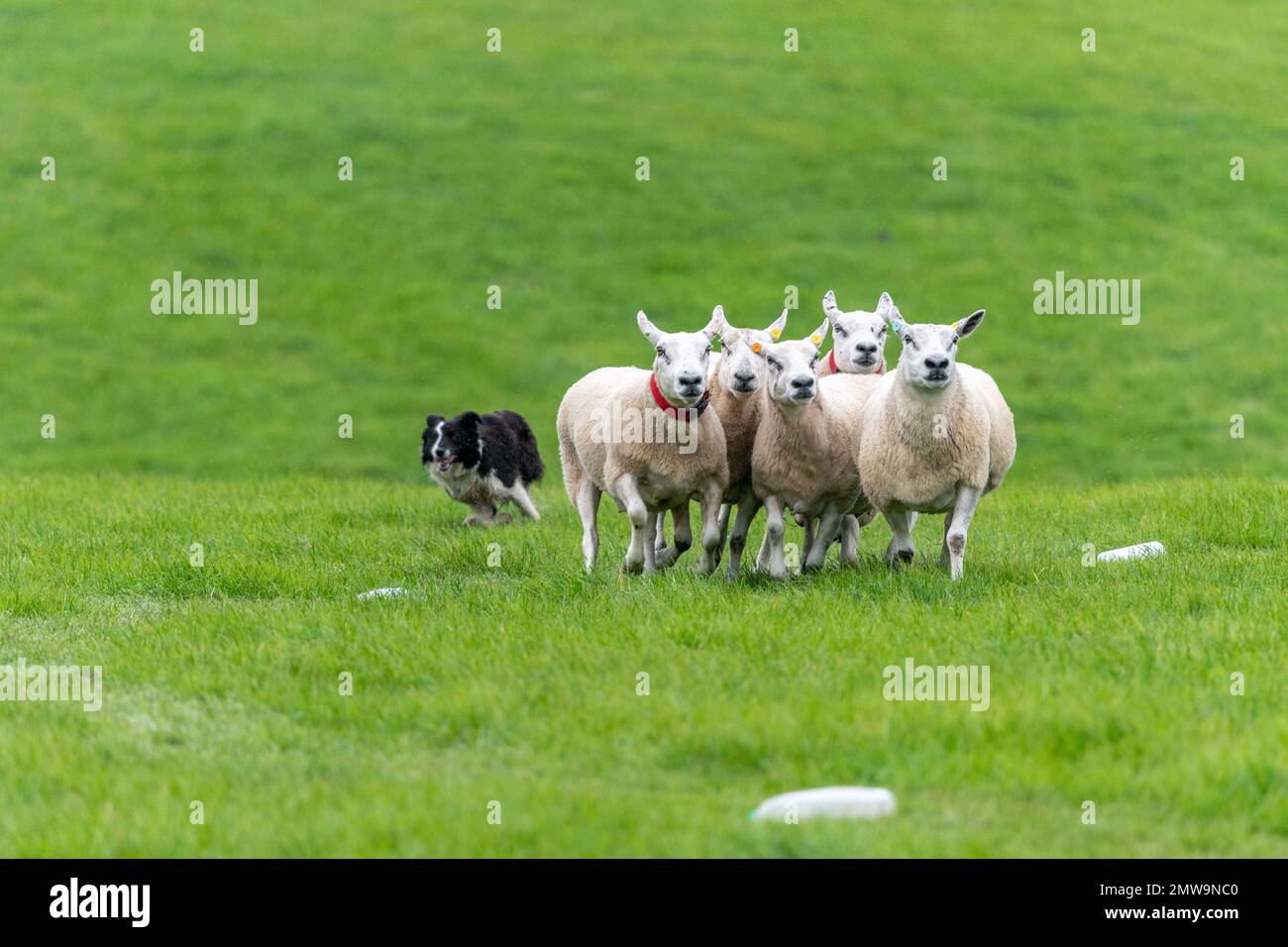 Processi nazionali scozzesi con cani da pastore Foto Stock Processi nazionali scozzesi con cani da pastore Foto Stock