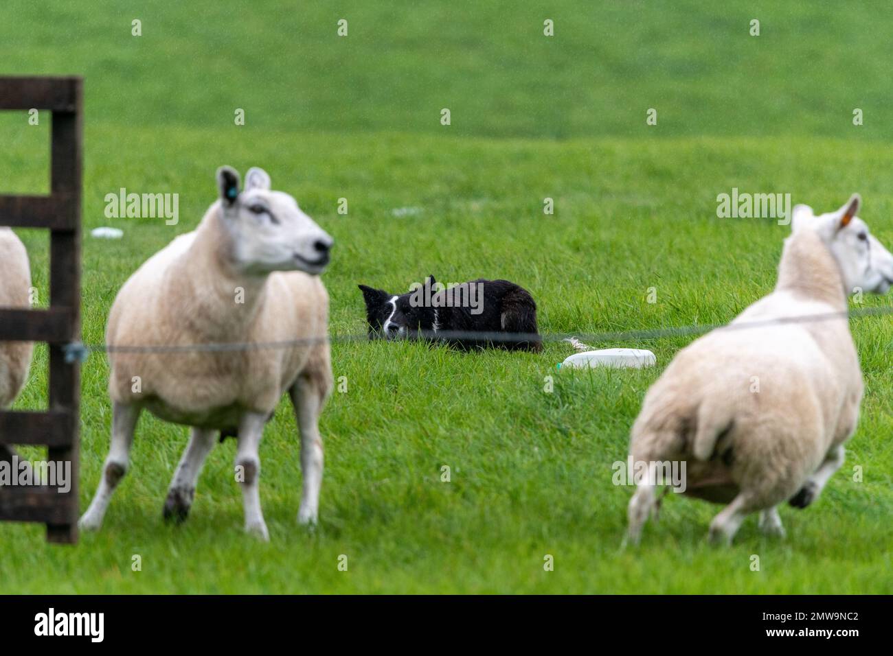 Processi nazionali scozzesi con cani da pastore Foto Stock Processi nazionali scozzesi con cani da pastore Foto Stock