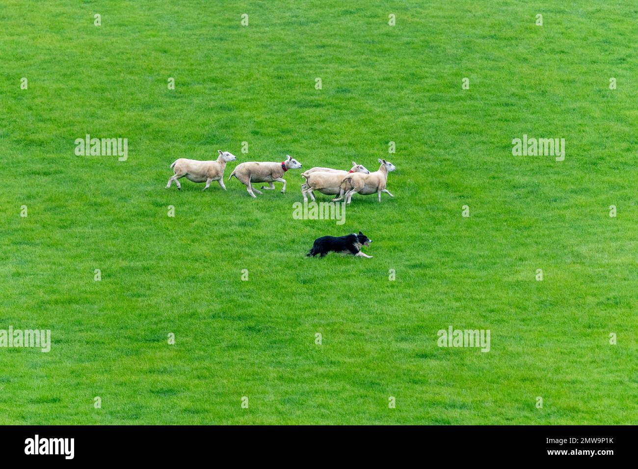 Processi nazionali scozzesi con cani da pastore Foto Stock Processi nazionali scozzesi con cani da pastore Foto Stock