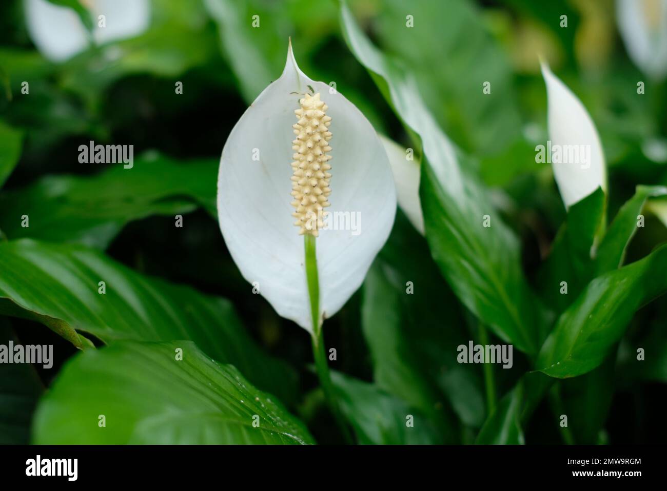 Fiore bianco anturio e foglie. Lo Spathiphyllum cochlearispathum è una specie di pianta della famiglia delle Araceae. spatiphylum bianco con foglie verdi Foto Stock