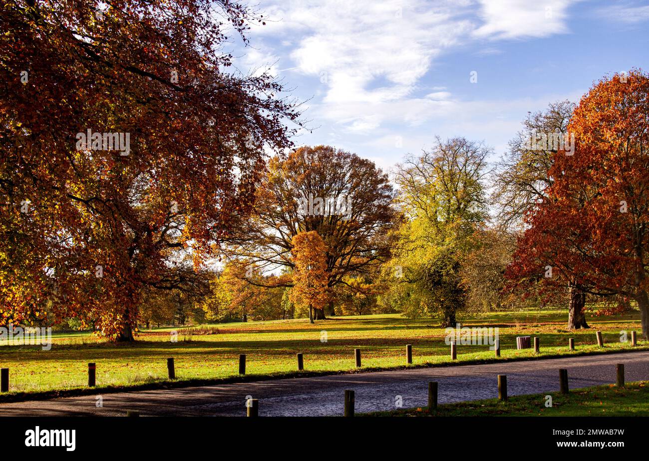 Splendido e colorato paesaggio autunnale al Camperdown Country Park di Dundee in Scozia, Regno Unito Foto Stock