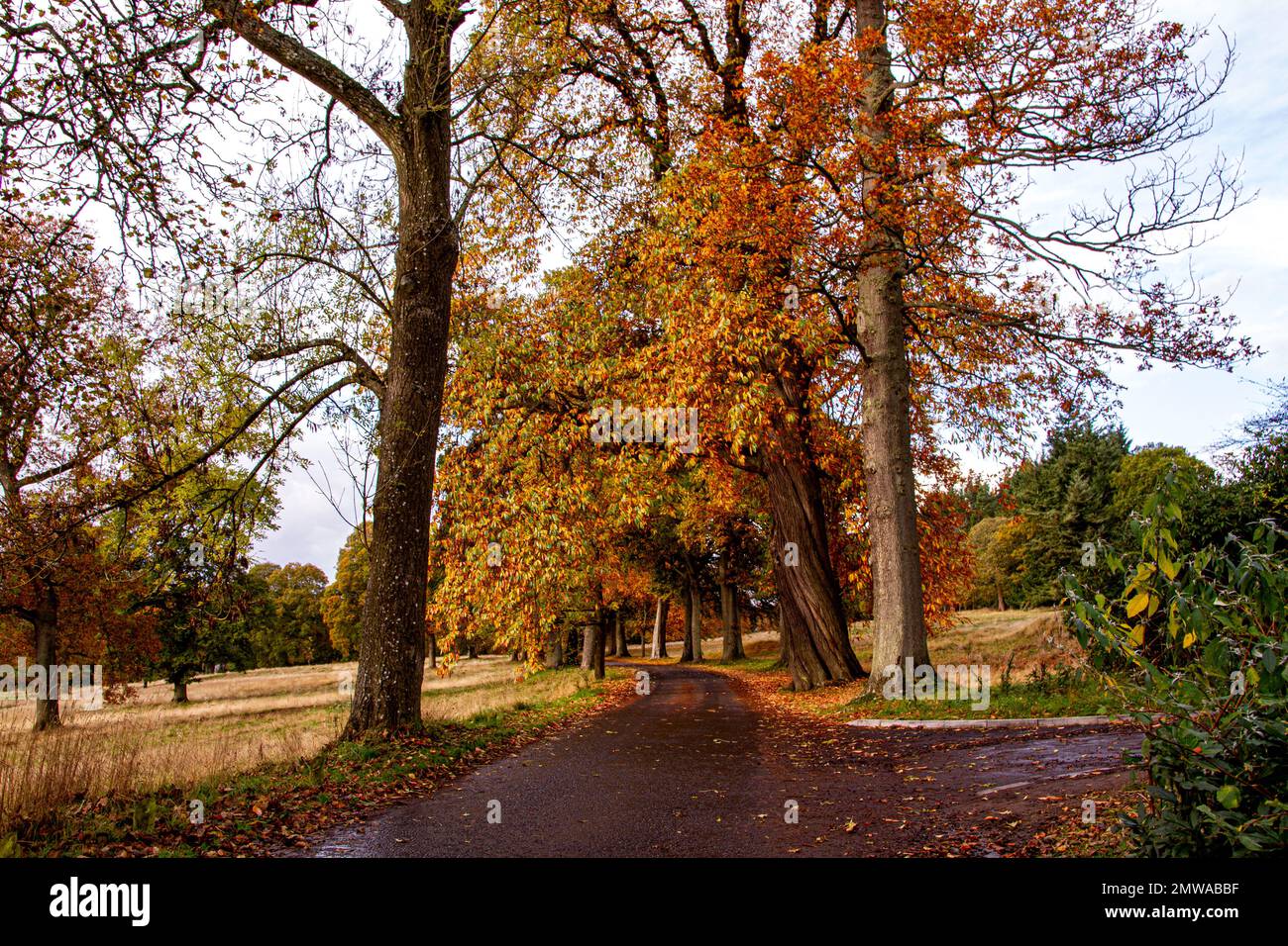Splendido e colorato paesaggio autunnale al Camperdown Country Park di Dundee in Scozia, Regno Unito Foto Stock