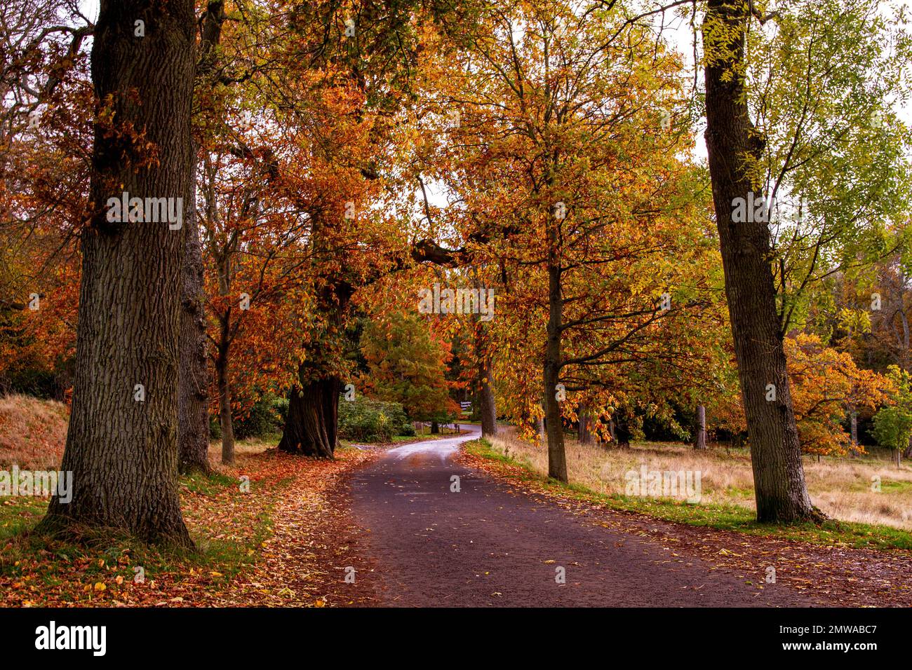 Splendido e colorato paesaggio autunnale al Camperdown Country Park di Dundee in Scozia, Regno Unito Foto Stock