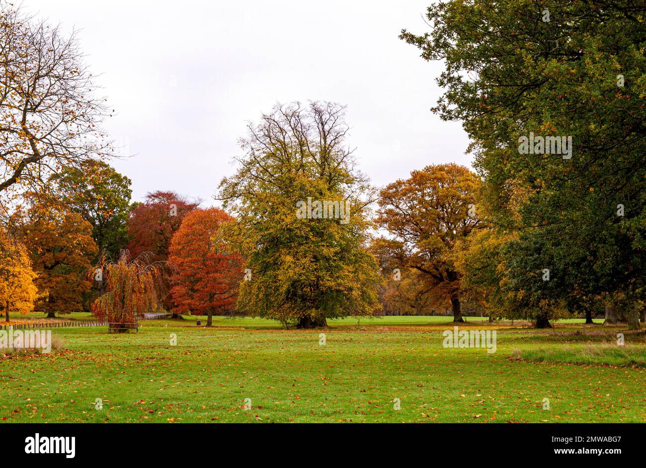 Splendido e colorato paesaggio autunnale al Camperdown Country Park di Dundee in Scozia, Regno Unito Foto Stock