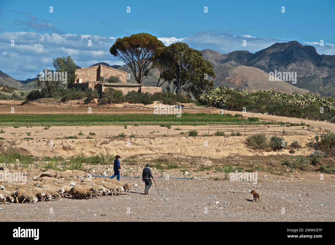 Pastore con gregge e cane, paesaggio collinare mediterraneo dietro, Pulpi, Andalusia, Spagna Foto Stock