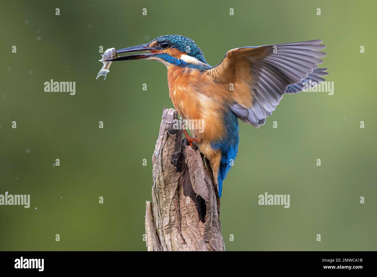 Martin pescatore comune (Alcedo atthis), sbarco con pesci catturati su un ceppo di albero, Muensterland, Renania settentrionale-Vestfalia, Germania Foto Stock