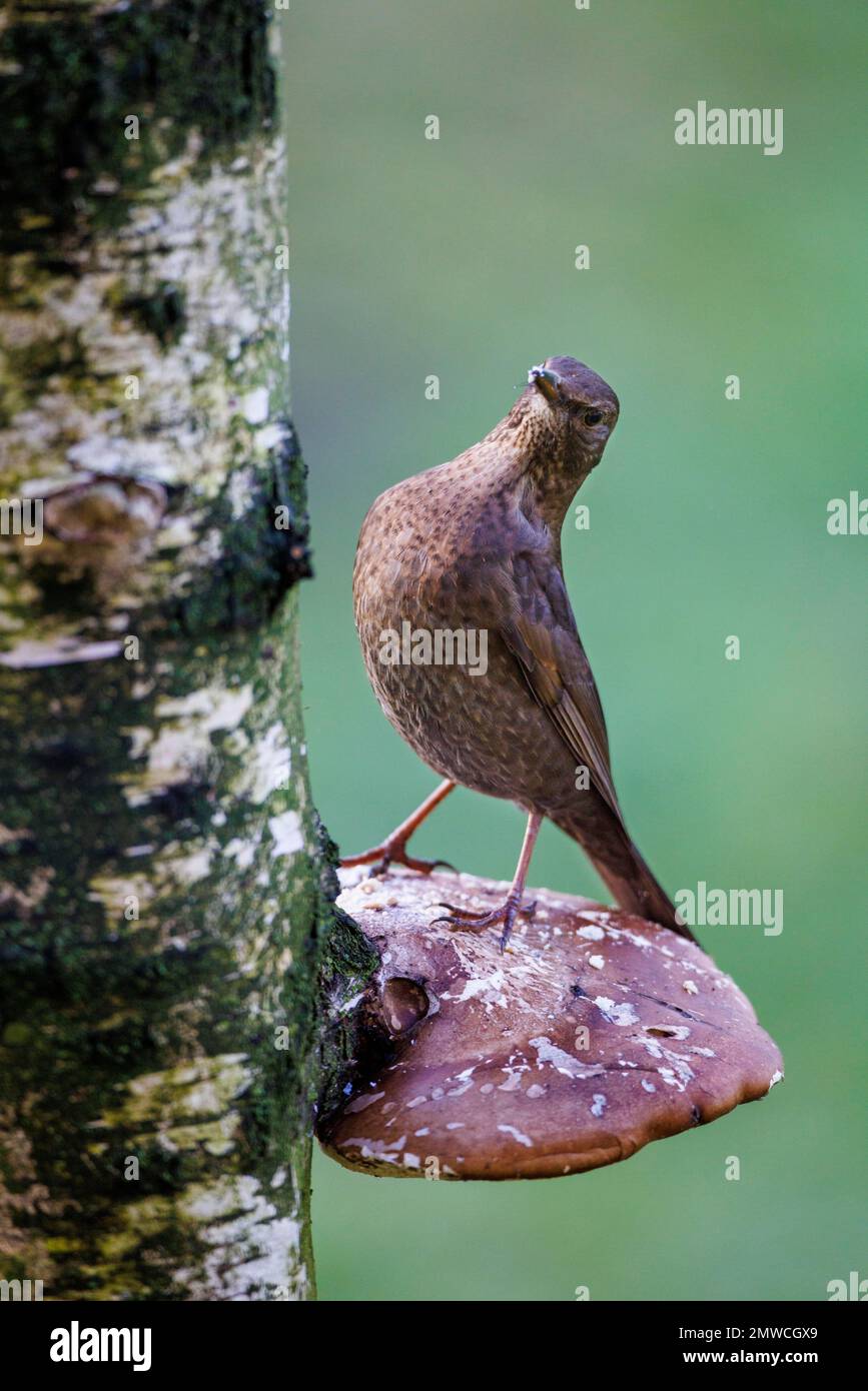 Blackbird (Turdus merula), Germania Foto Stock