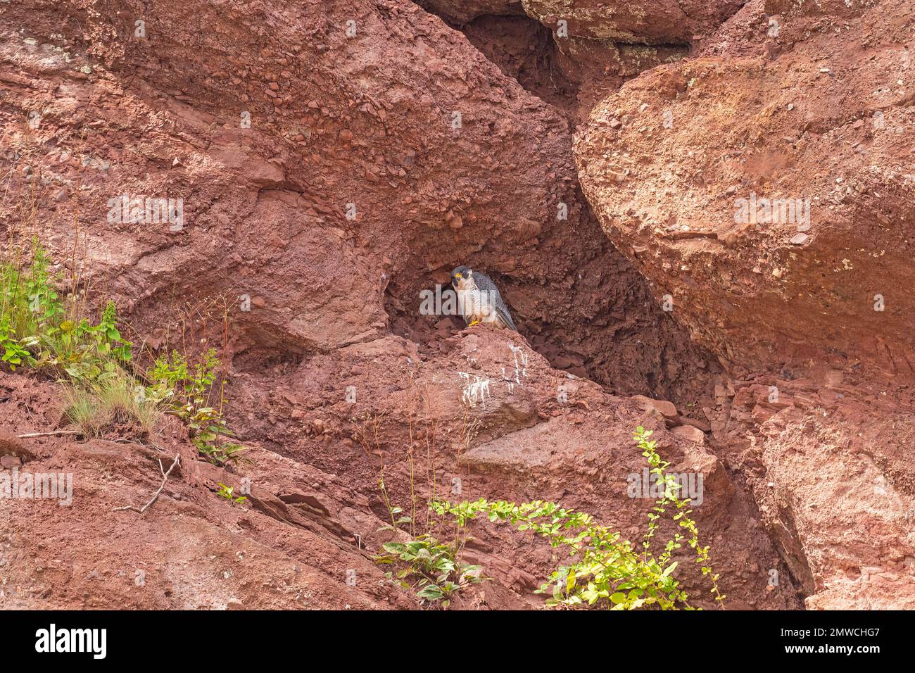 Peregrine Falcon nel suo Rocky Nest in The Hopewell Rocks in New Brunswick Foto Stock