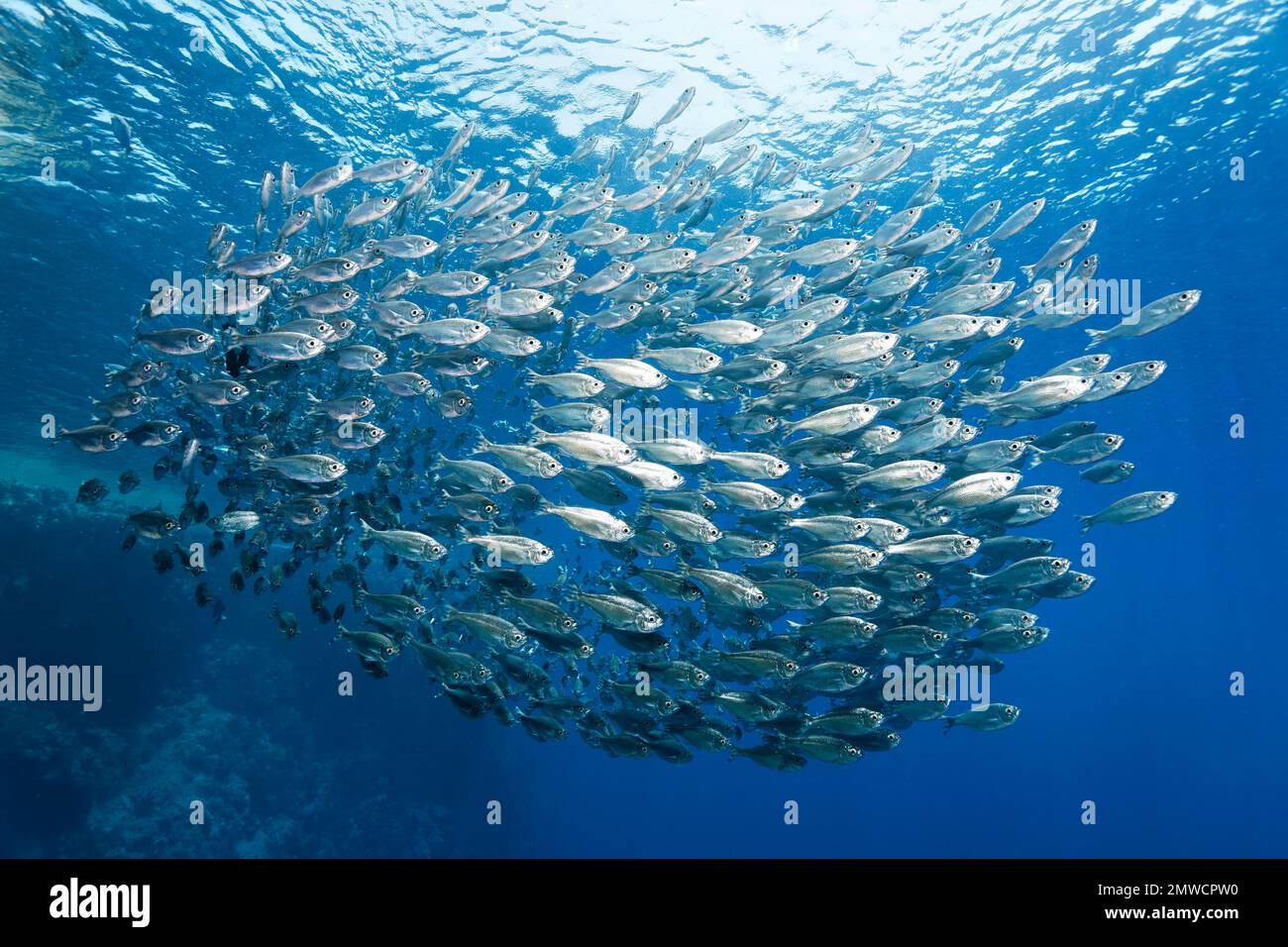 Zainetto di code a cinque righe (Kuhlia mugil), nuoto in mare aperto, isole dei fratelli, Mar Rosso, Egitto Foto Stock