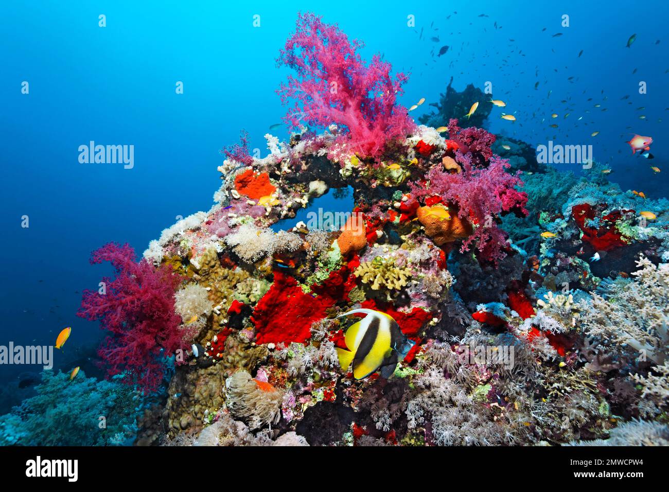 Tipica barriera corallina con diversi coralli molli (Alcyonacea), coralli di pietra (Scleractinia), e spugna (Porifera), pesce balsamo rosso (Heniochus Foto Stock