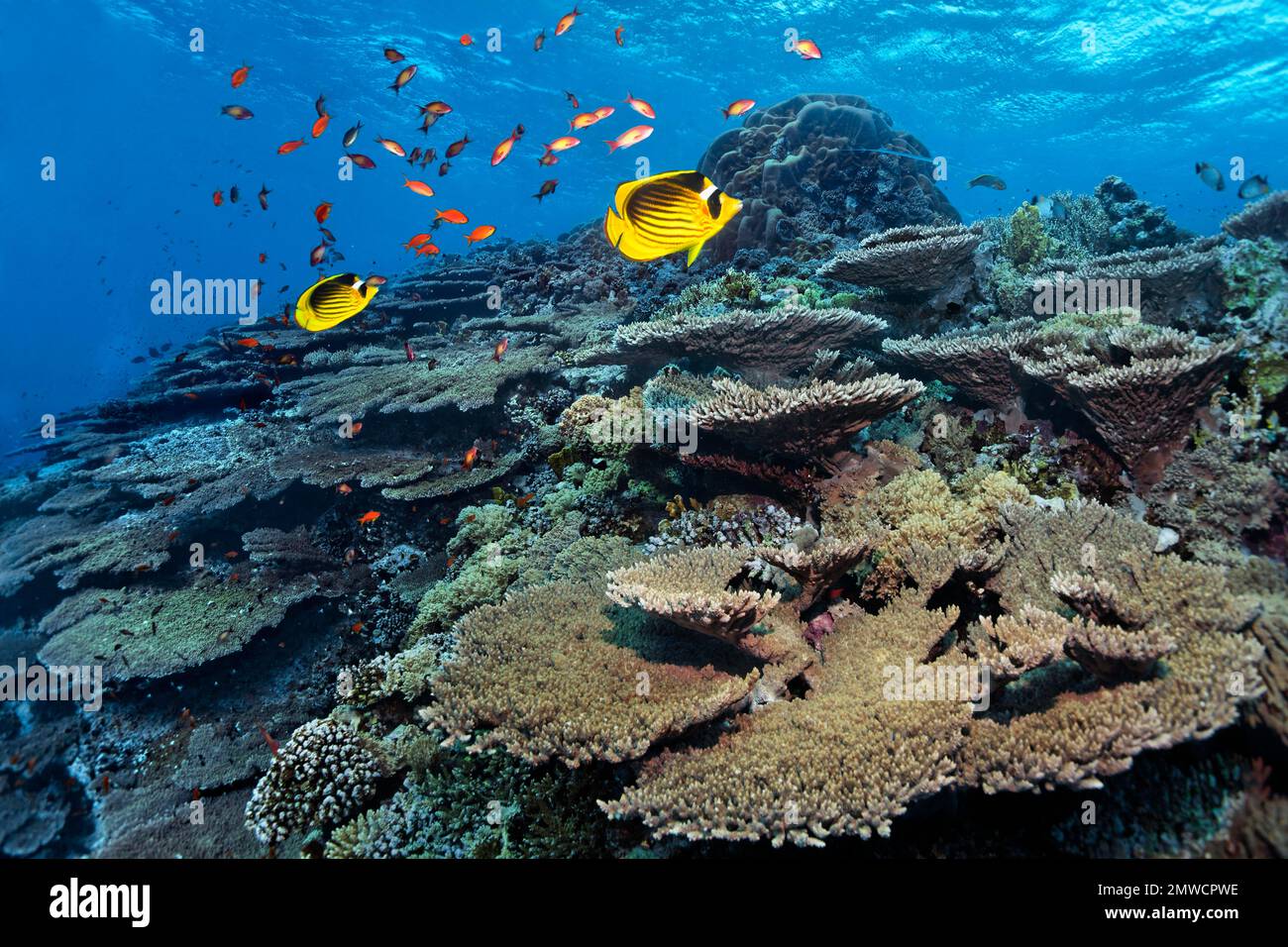 Cima del reef con corallo giacinto Acropora (Acropora hyacinthus) e pesce farfalla tabacco (Chaetodon dasciatus), Pair, Parco Nazionale Ras Muhammed Foto Stock