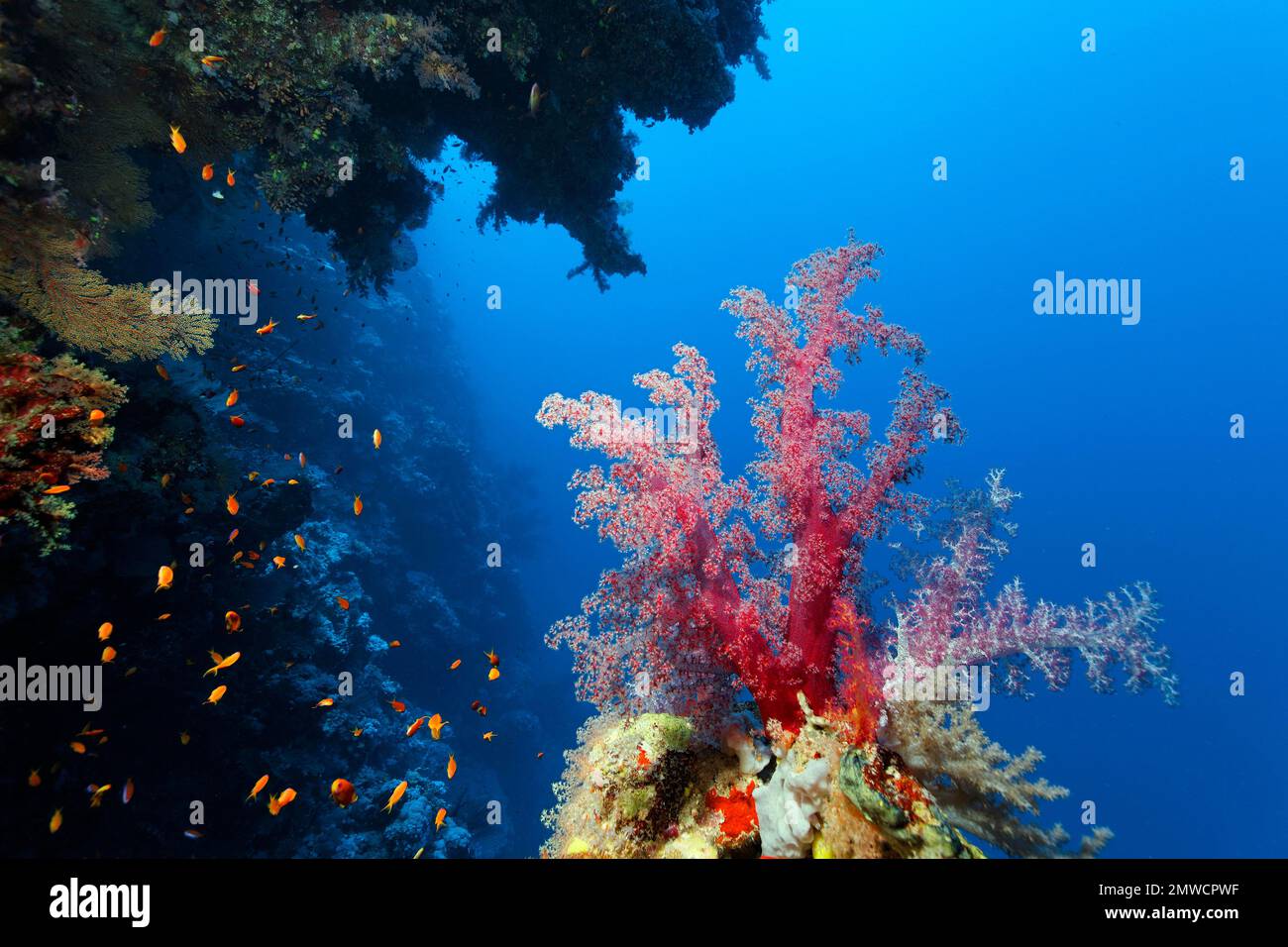 Corallo morbido di Klunzinger (Dendronephthya klunzingeri) su una sporgenza della barriera corallina, sotto la sporgenza, Parco Nazionale di Ras Muhammed, Sharm el Sheikh, Mar Rosso Foto Stock