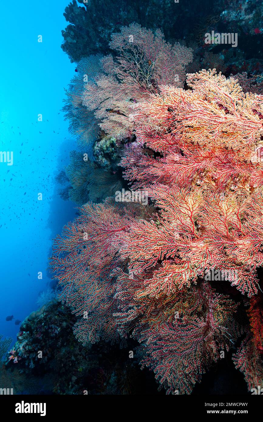 Parete della barriera corallina coperta di coralli (Acabaria splendens) tifosi, Ras Muhammed National Park, Sharm el Sheikh, Mar Rosso, Sinai, Egitto Foto Stock