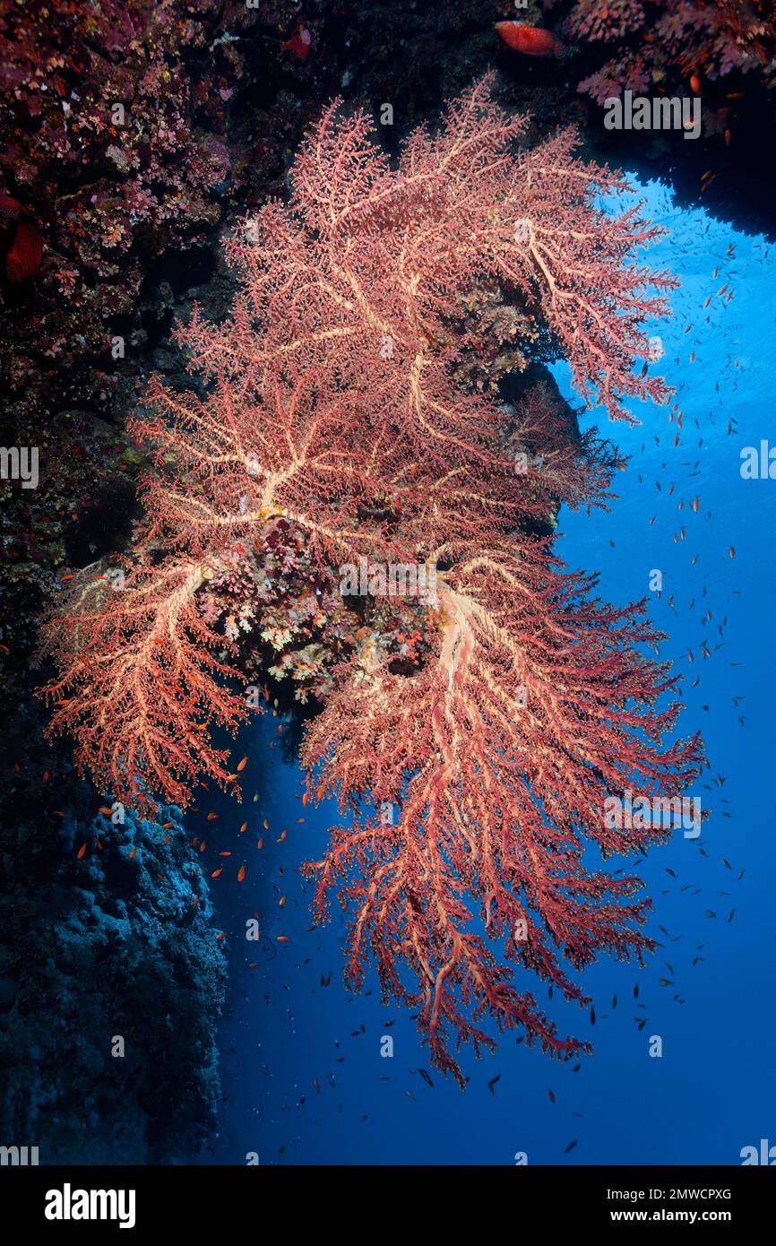 Corallo in fiore di ciliegio di Godefroy (Siphonogorgia Godefroyi) sotto la sporgenza della barriera corallina, Isole Brother, Mar Rosso, Sinai, Egitto Foto Stock