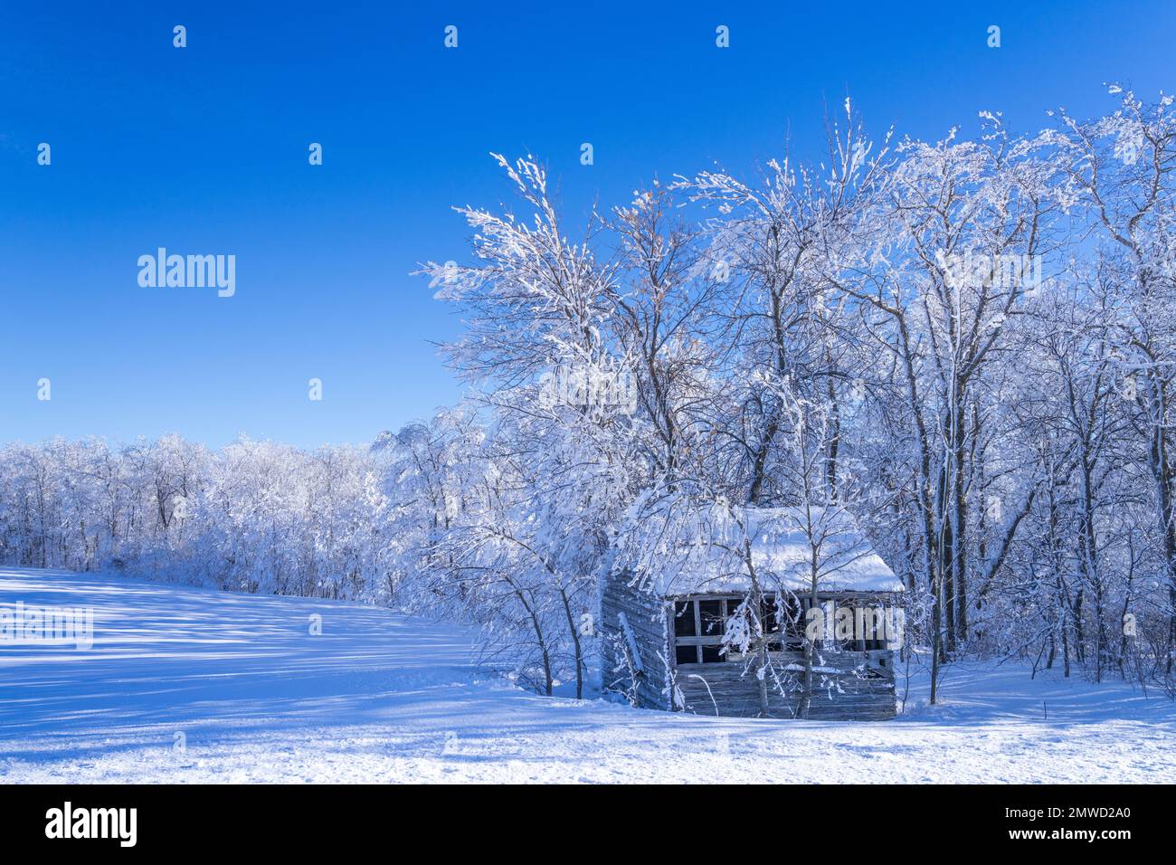 Alberi e un cottage coperto in inverno brina hoar vicino al villaggio di San Leon, Manitoba, Canada. Foto Stock