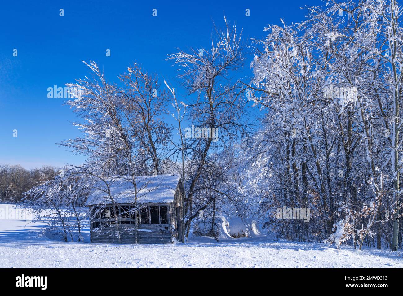 Alberi e un cottage coperto in inverno brina hoar vicino al villaggio di San Leon, Manitoba, Canada. Foto Stock