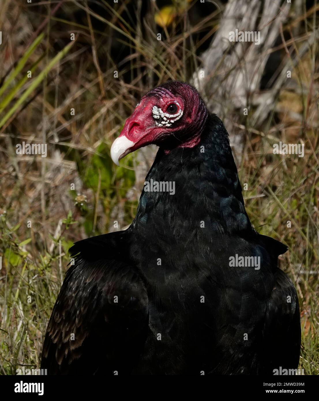 Closeup avvoltoio tacchino, ecosistema Everglades, Florida Foto Stock