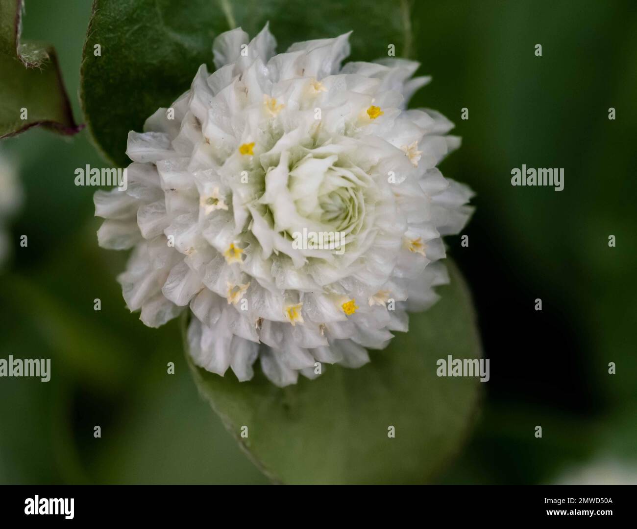 Un primo piano di aranth globo bianco (Gomphrena globosa) che cresce in Arneson Park, Edina Foto Stock