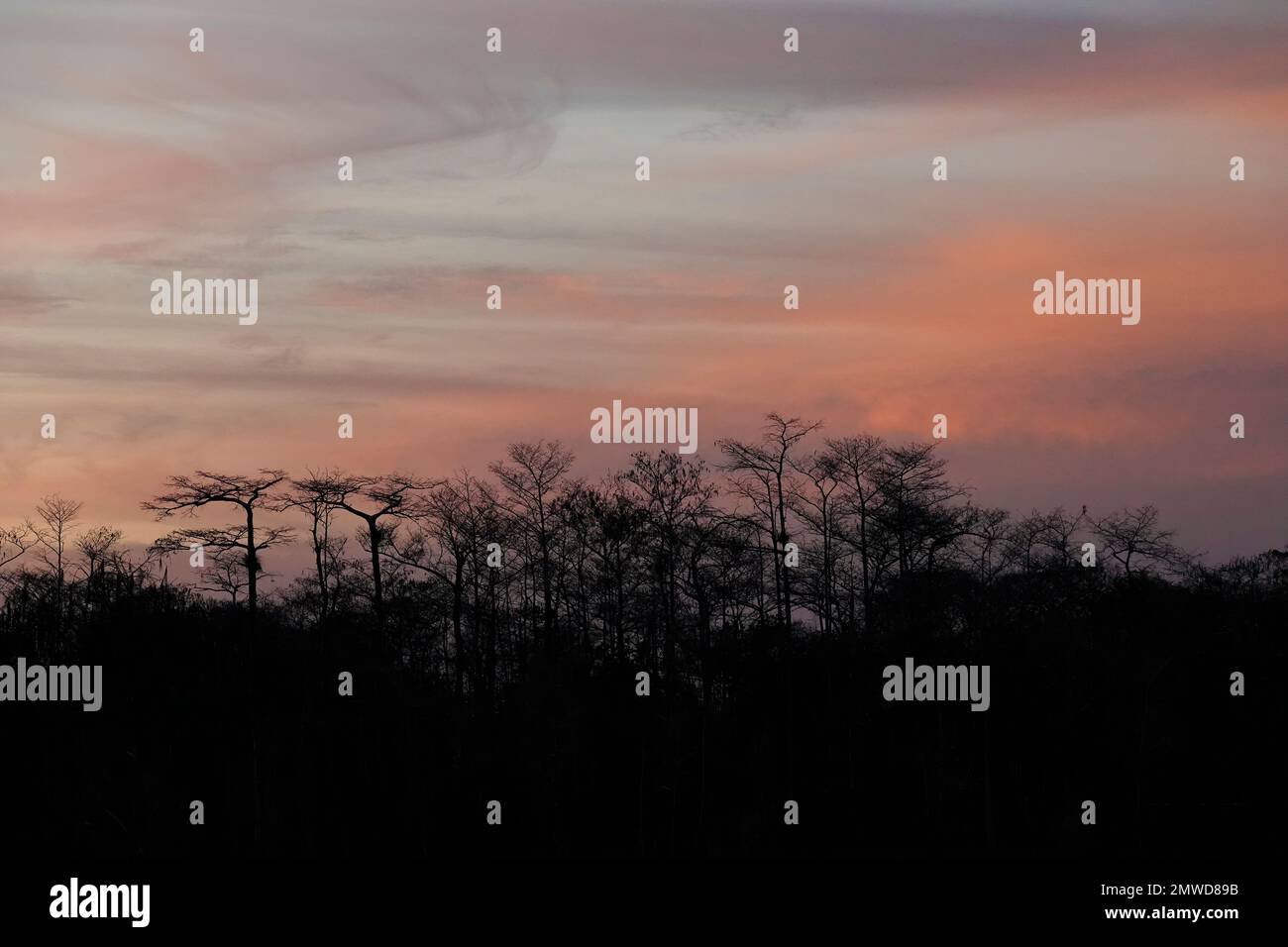 Foresta di cipressi nani, Everglades National Park, Florida Foto Stock