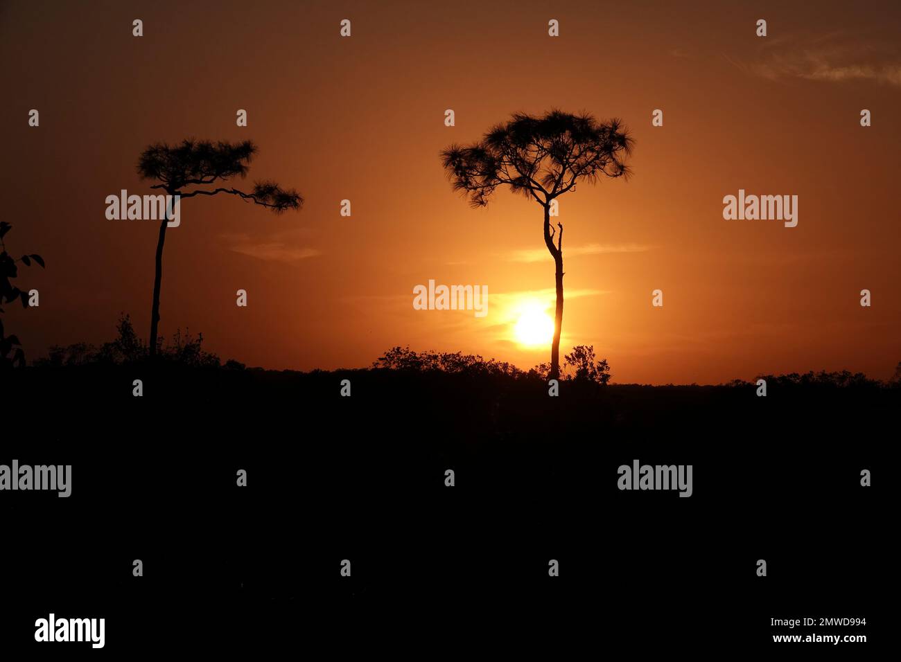 Due alti pini al tramonto, Everglades National Park, Florida Foto Stock