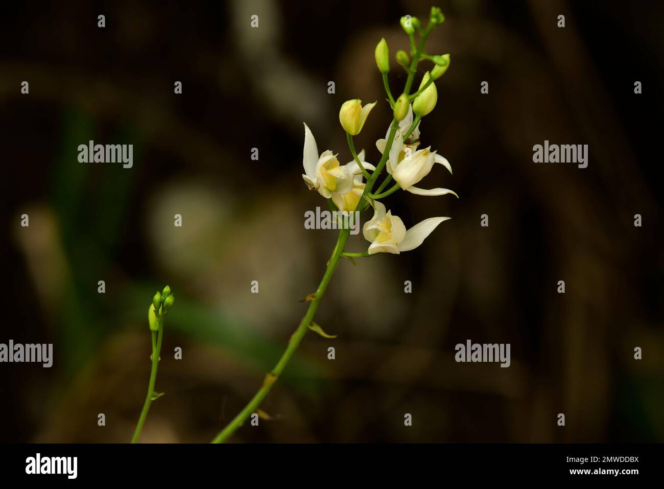 Pino rosa orchidea, Bletia purpure, varietà bianca, Florida Everglades / Big Cypress flora Foto Stock