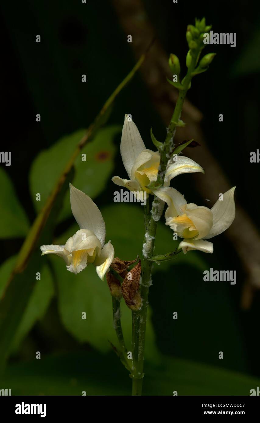 Pino rosa orchidea, Bletia purpure, varietà bianca, Florida Everglades / Big Cypress flora Foto Stock
