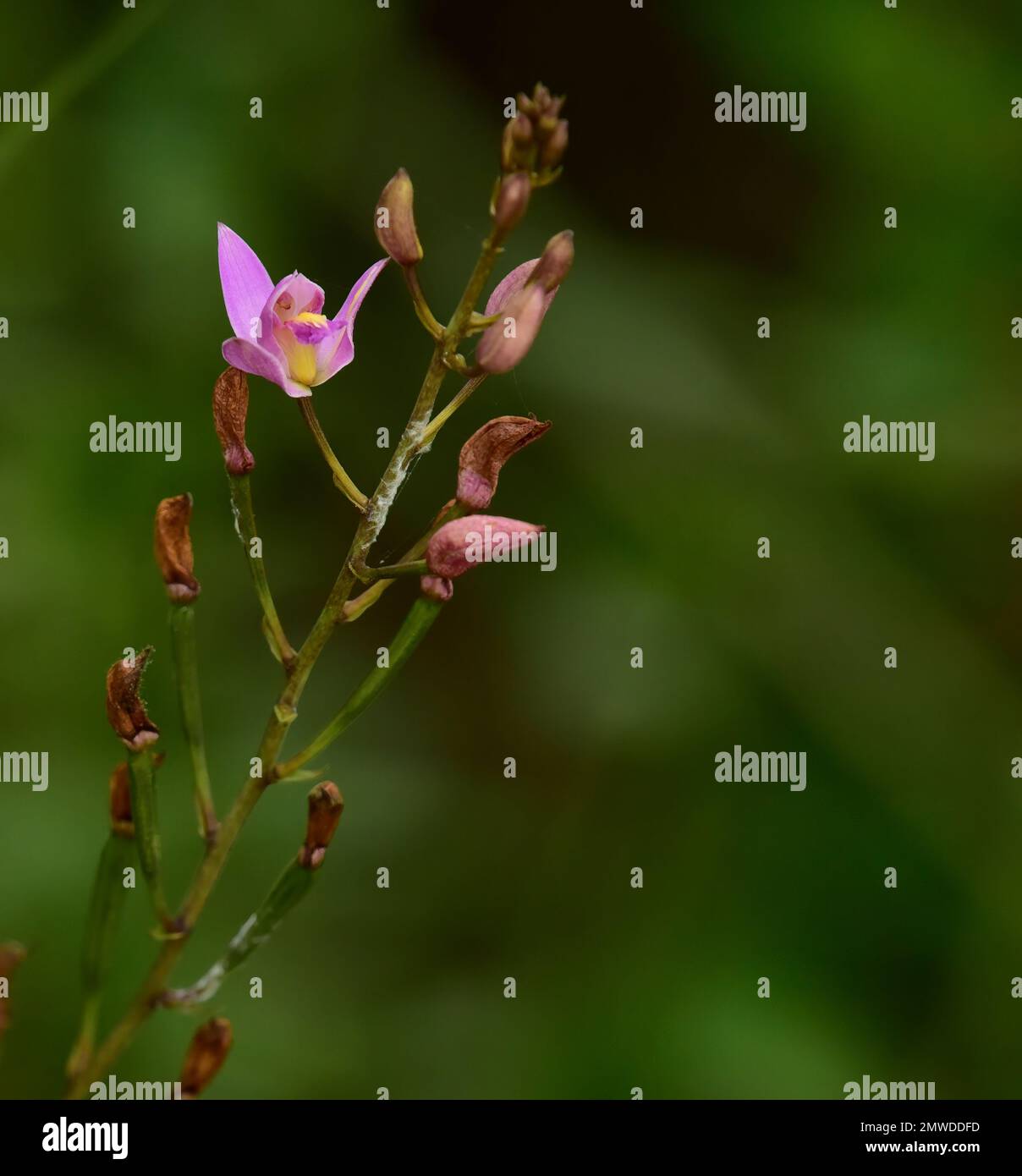 Pino rosa orchidea, Bletia purpure, Florida Everglades / Big Cypress flora Foto Stock