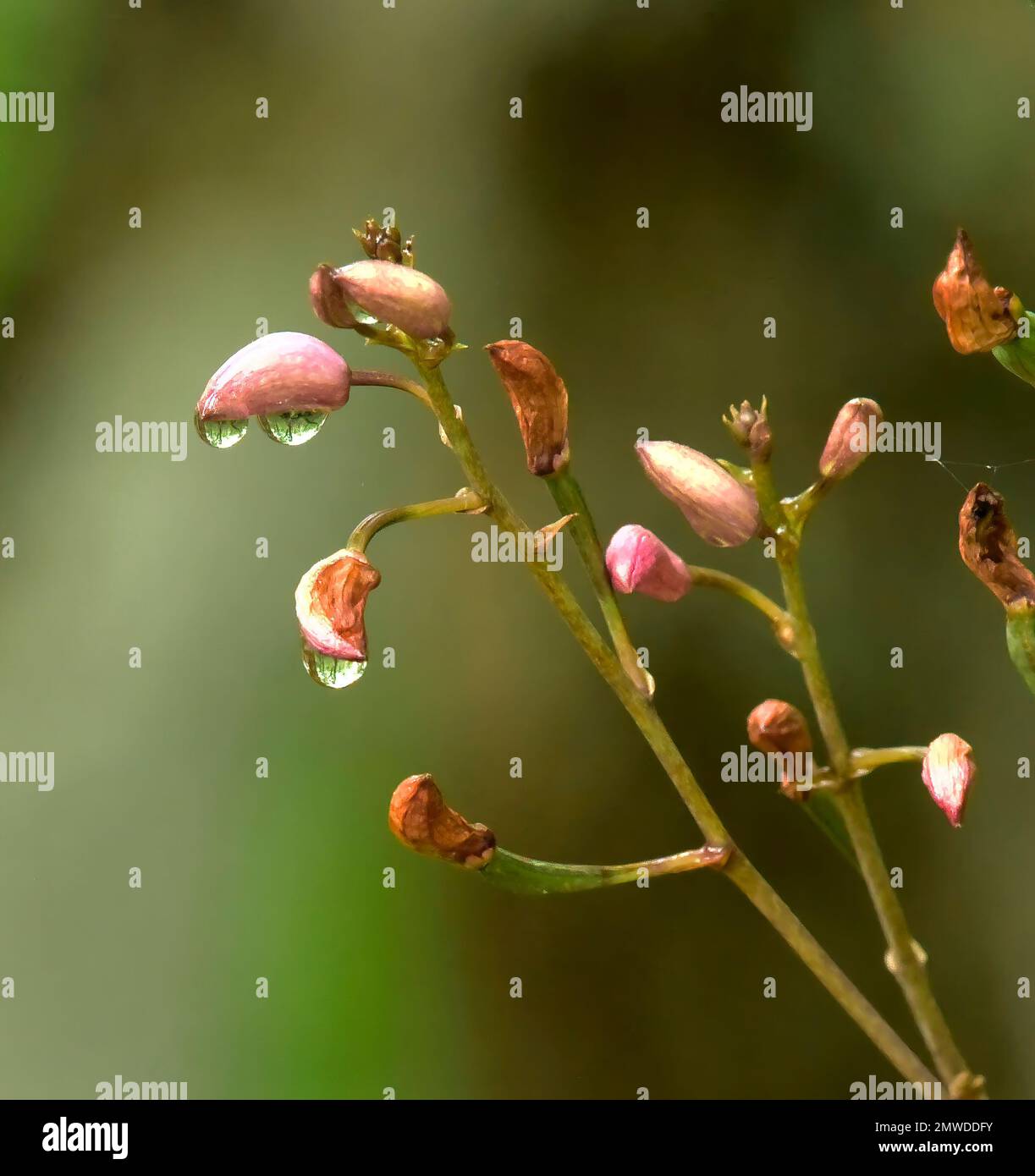 Pino rosa orchidea, Bletia purpure, Florida Everglades / Big Cypress flora Foto Stock