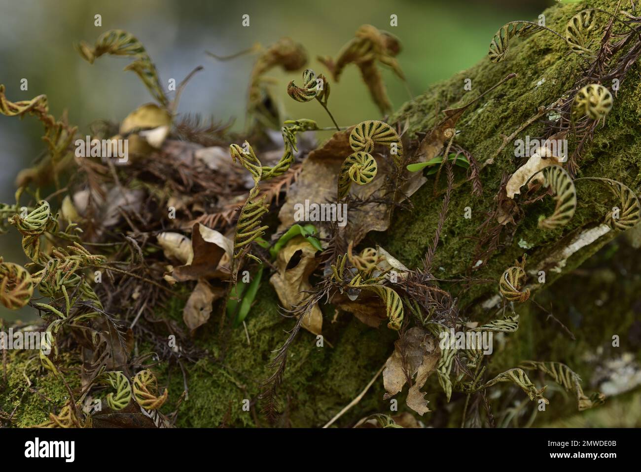 Resurrection felce su cipresso, Florida Everglades / Big Cypress flora Foto Stock